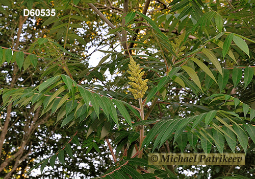 Staghorn Sumac (Rhus typhina)